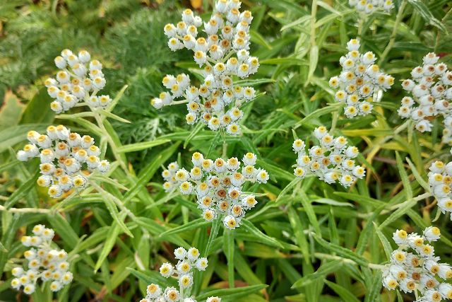 ヤマハハコの花