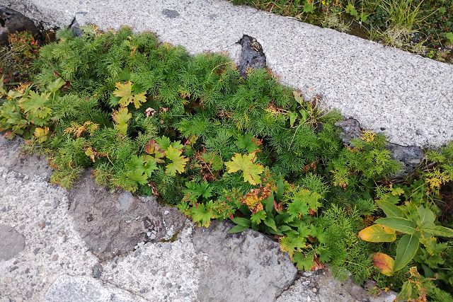 立山室堂平の散策道脇に生えるタカネヨモギ