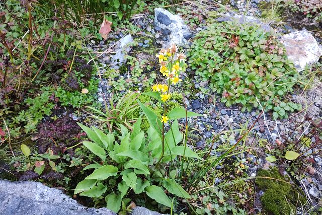 立山室堂平の散策道脇に生えるミヤマアキノキリンソウ