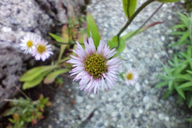 エゾムカシヨモギの花