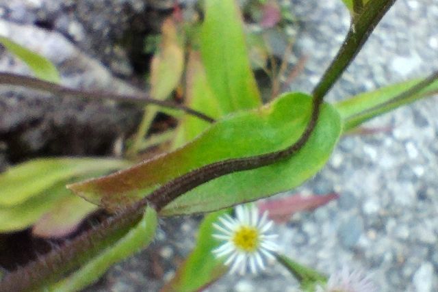 エゾムカシヨモギの茎と葉