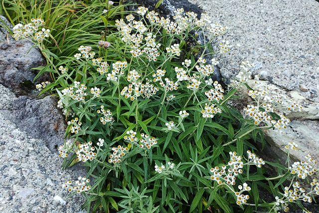 立山室堂平の散策道脇に生えるヤマハハコ