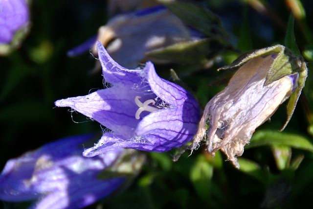 花冠の白い細毛が特徴のチシマギキョウの花