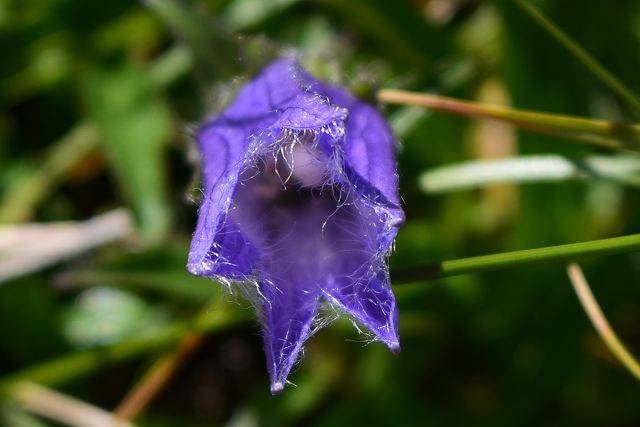 チシマギキョウ花冠の繊毛