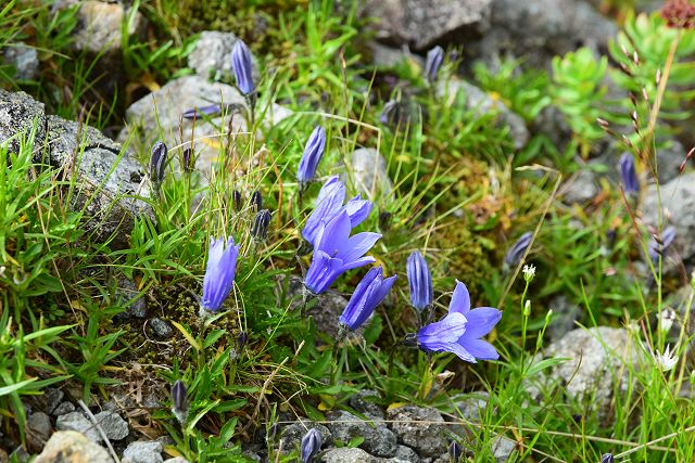 槍ヶ岳で見たイワギキョウ