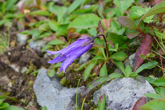 薬師岳から北薬師岳への登山道で見たチシマギキョウ