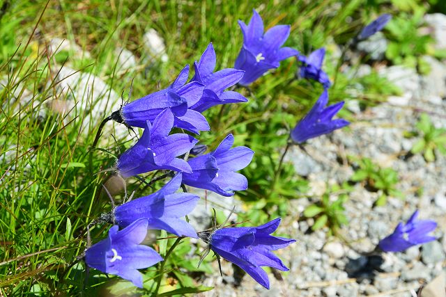 立山の浄土山で見たイワギキョウ