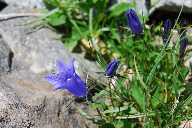 立山室堂平のイワギキョウ