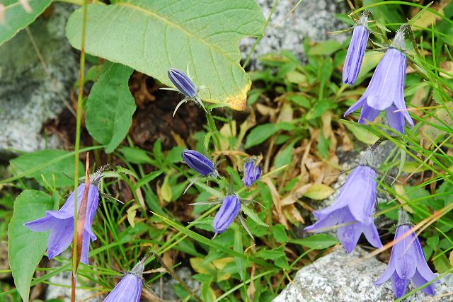 イワギキョウの蕾