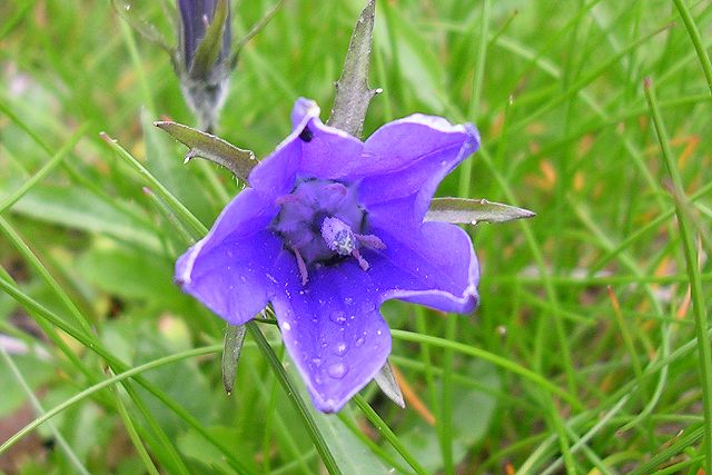 イワギキョウの花の中