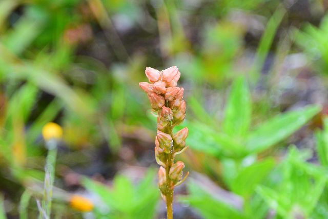 ネバリノギランの花