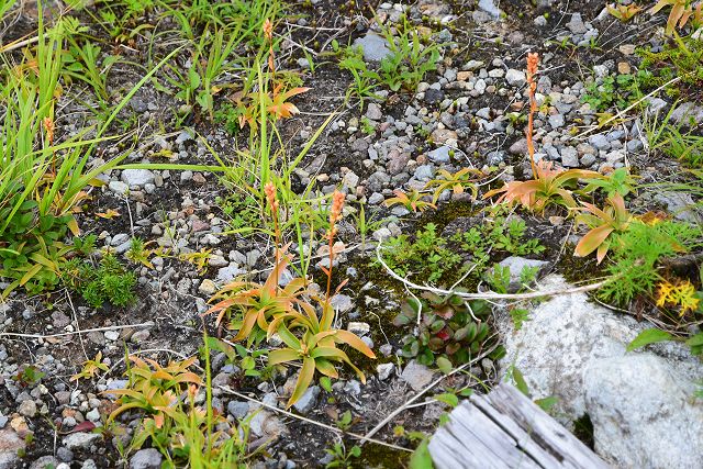 立山室堂平で見たネバリノギラン