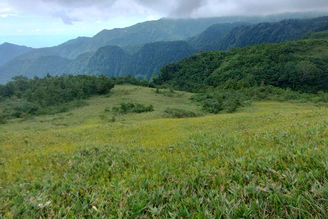 弘法のキンコウカ群落