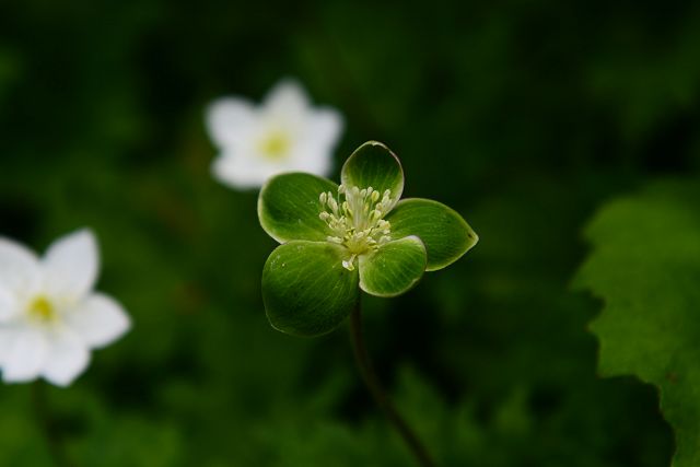 緑花のニリンソウ