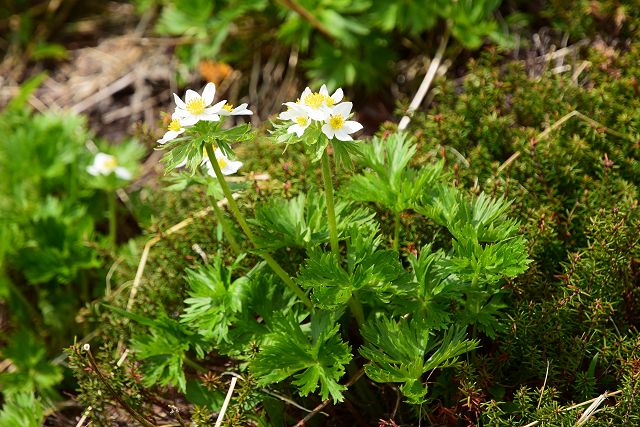 花茎が伸びる前のハクサンイチゲ