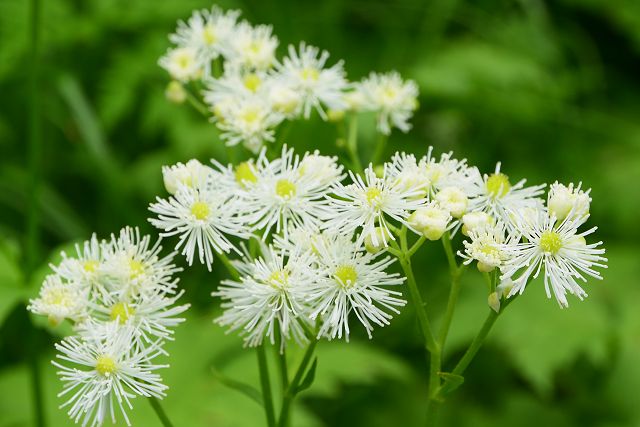 剱岳・早月尾根で見たモミジカラマツの花