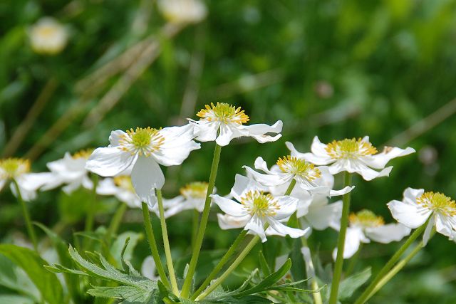 横から見たハクサンイチゲの花