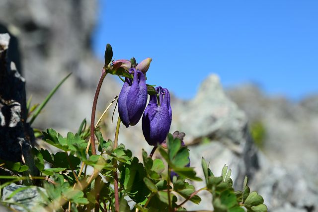 剱岳・早月尾根で見たミヤマオダマキ