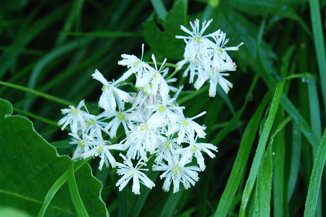 朝露に濡れたモミジカラマツの花