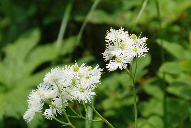 モミジカラマツの花