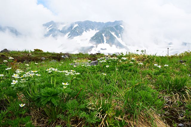 ハクサンイチゲと立山の稜線