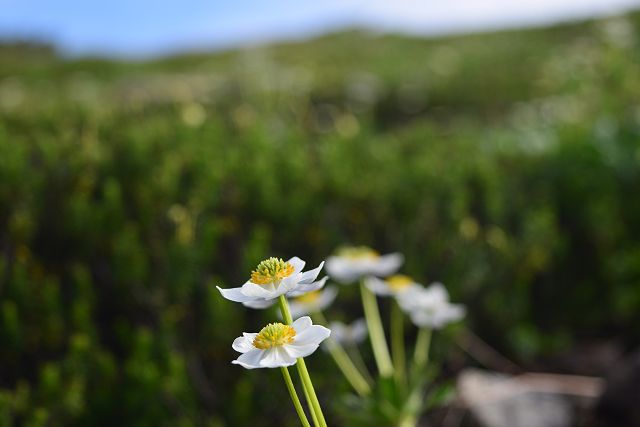 ハクサンイチゲの花