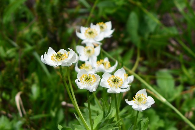 開きつつあるハクサンイチゲの花