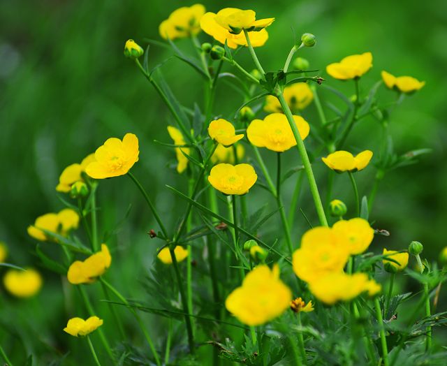 ミヤマキンポウゲの花