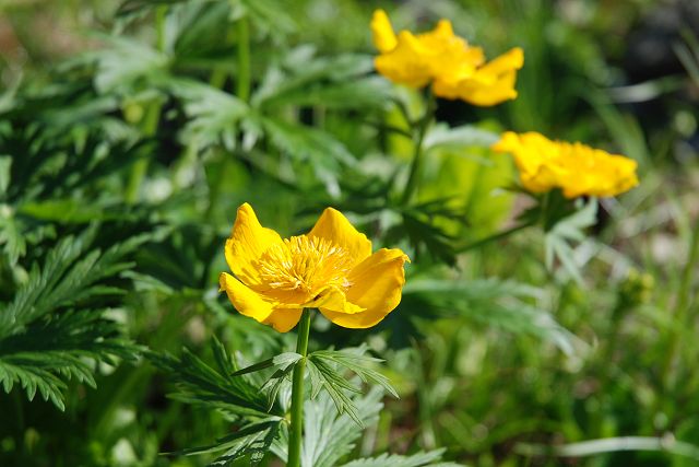 やや花がいたみ始めたシナノキンバイの花