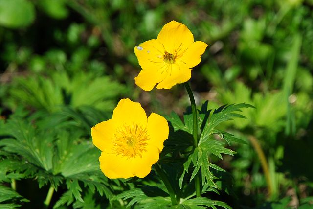 シナノキンバイの花