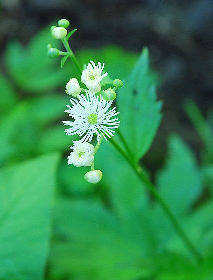 モミジカラマツの花と蕾