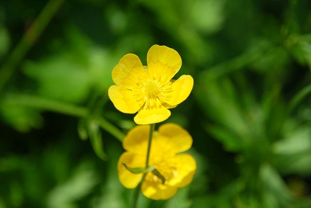 ミヤマキンポウゲ