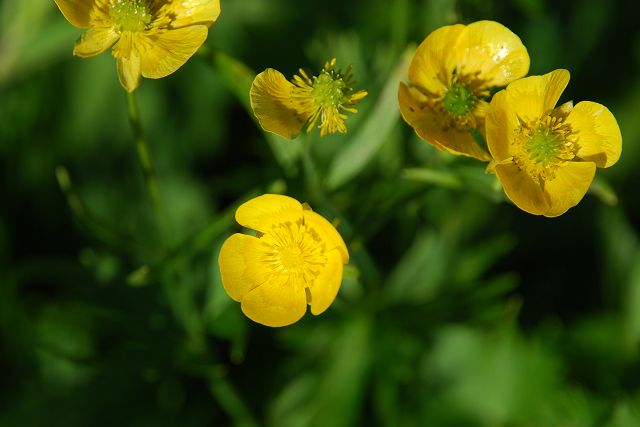 ミヤマキンポウゲの花