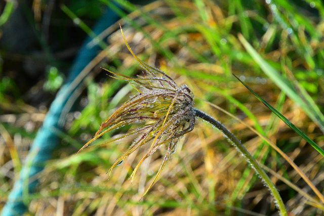 朝露に濡れたツクモグサの綿毛