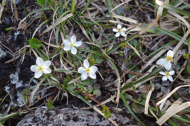 六輪のミツバノバイカオウレンの花