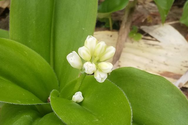 ツバメオモトの蕾