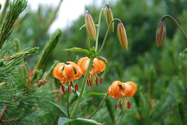 クルマユリの花と蕾