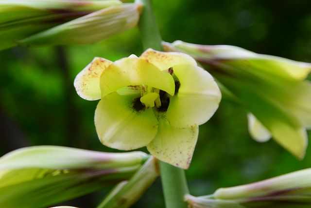 ウバユリの花