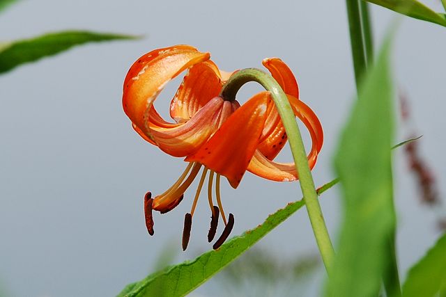 クルマユリの花