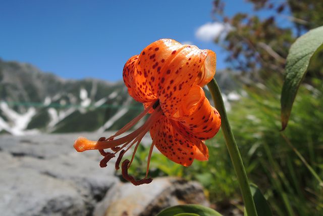 クルマユリの花のクローズアップ