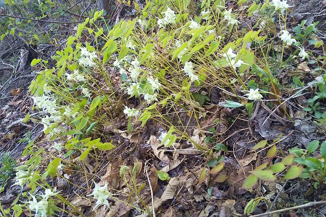 キバナイカリソウの群生