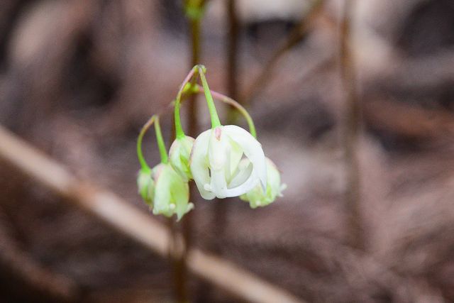 キバナイカリソウの蕾