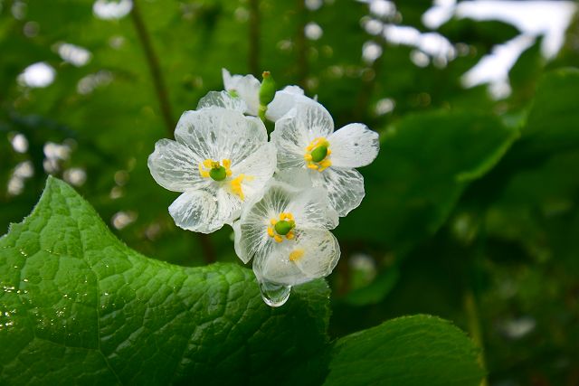 濡れてガラス細工のようなったサンカヨウの花