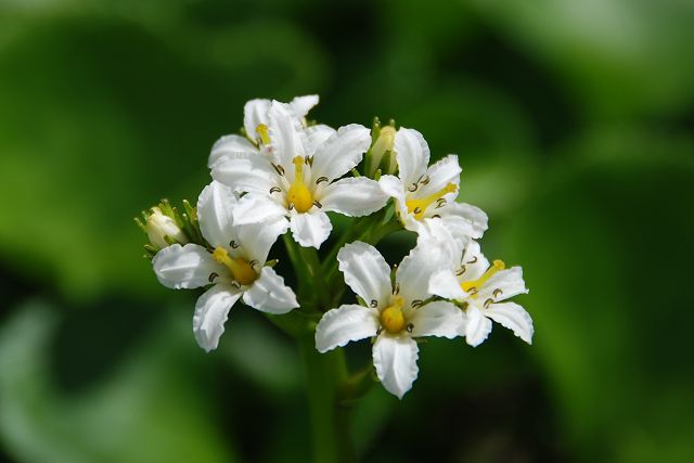 イワイチョウの花