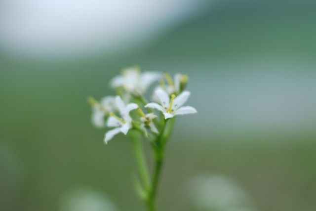 2010年8月6日、イワイチョウの花