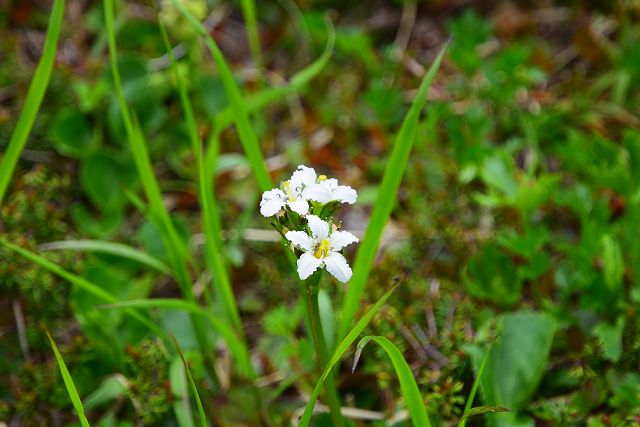 2017年7月9日、イワイチョウの花