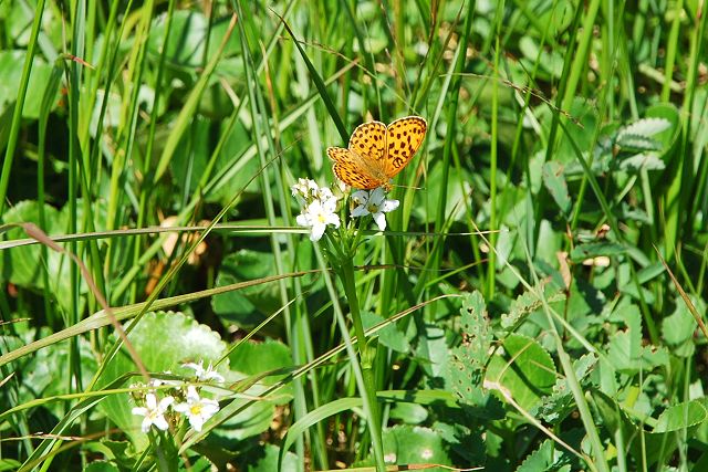 イワイチョウの花の蜜を吸うコヒョウモン