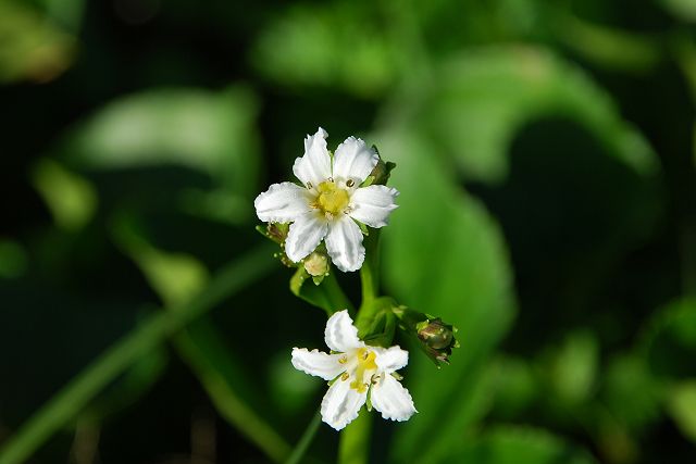 2012年8月9日、イワイチョウの花