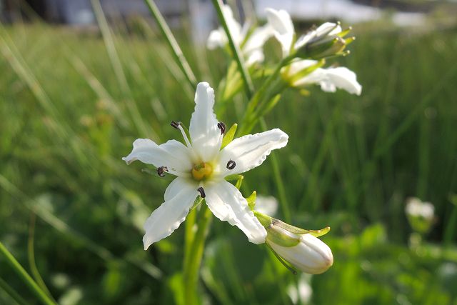 真上から見たイワイチョウの花