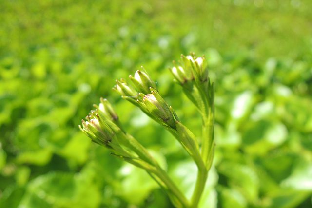 イワイチョウの蕾